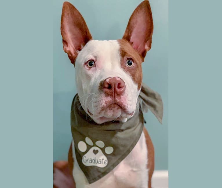 Puma, an American Pit Bull Terrier and American Staffordshire Terrier mix tested with EmbarkVet.com