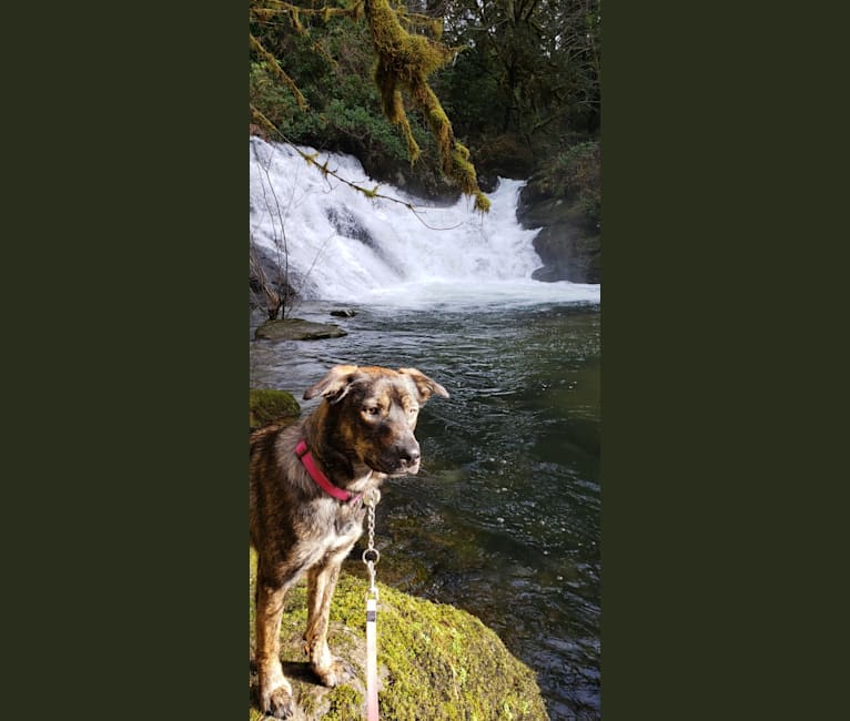 Photo of Iris, an Australian Cattle Dog, Rottweiler, Siberian Husky, American Pit Bull Terrier, Border Collie, and Mixed mix in Madras, Oregon, USA