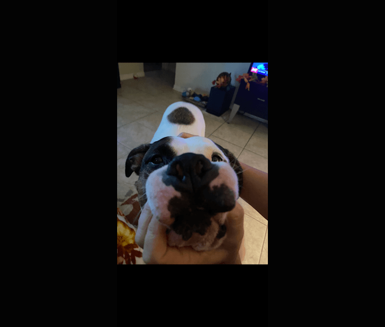 Dozer, an American Pit Bull Terrier and American Staffordshire Terrier mix tested with EmbarkVet.com