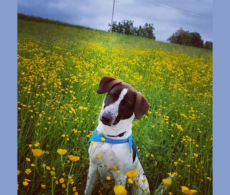 Dyson, an European Village Dog tested with EmbarkVet.com