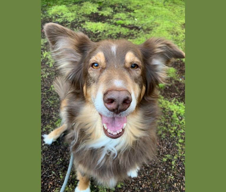 Rosie O'Doggell, an Australian Shepherd and German Shepherd Dog mix tested with EmbarkVet.com