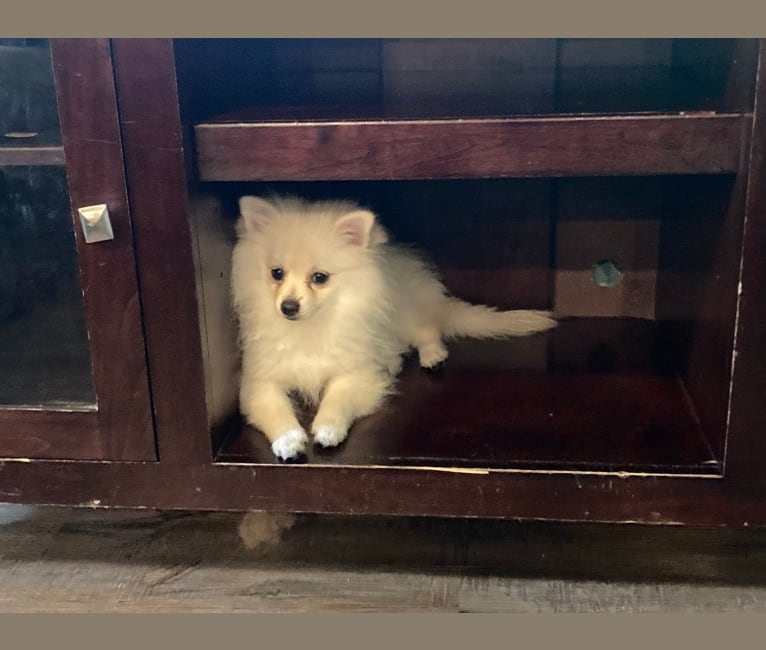 Koda, a Pomeranian tested with EmbarkVet.com