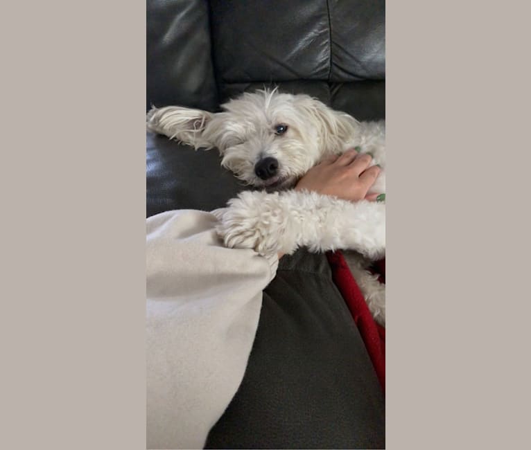 Photo of Jack, a Chinese Crested  in Torrance, California, USA