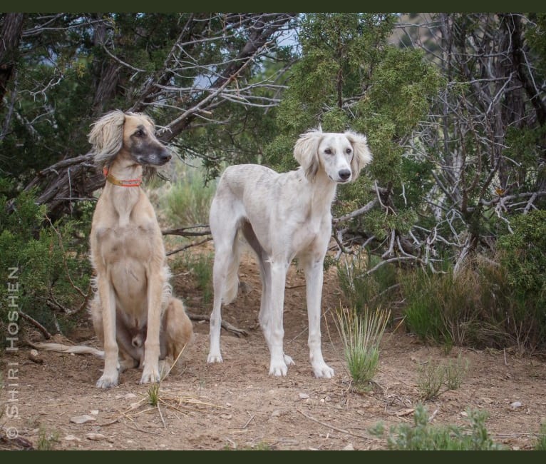 Silver, a Saluki tested with EmbarkVet.com