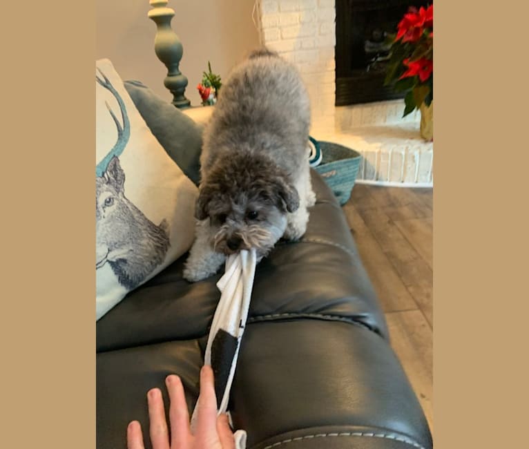 Bear, a Poodle (Small) and Shih Tzu mix tested with EmbarkVet.com