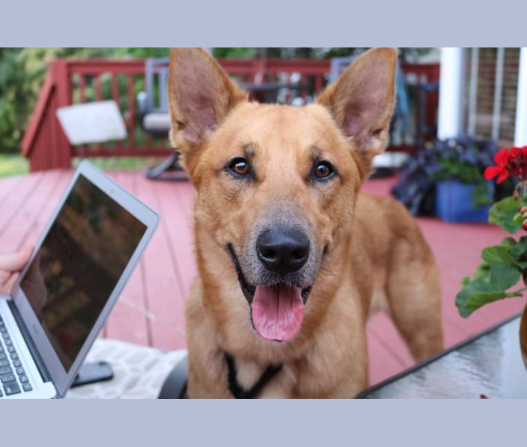 Oliver, a German Shepherd Dog and Australian Shepherd mix tested with EmbarkVet.com