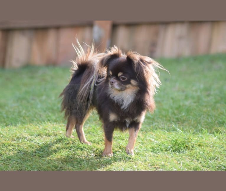 Holden, a Chihuahua tested with EmbarkVet.com