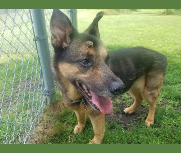 Doozie, a German Shepherd Dog and Australian Cattle Dog mix tested with EmbarkVet.com