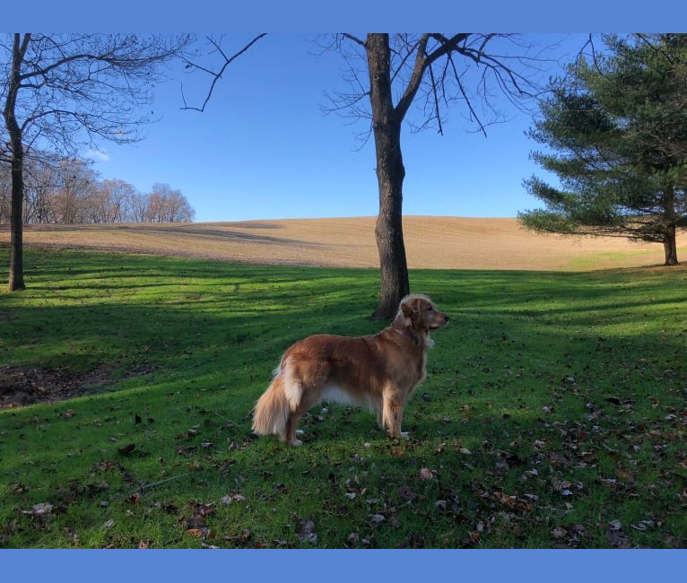 Sierra, a Golden Retriever tested with EmbarkVet.com