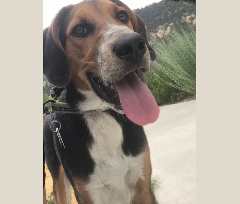 border collie coonhound mix