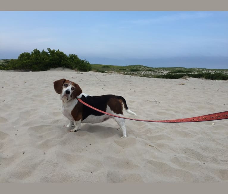 Junebug, a Beagle tested with EmbarkVet.com