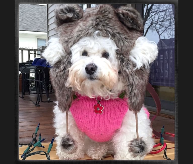 Georgia Caroline, a Bichon Frise tested with EmbarkVet.com
