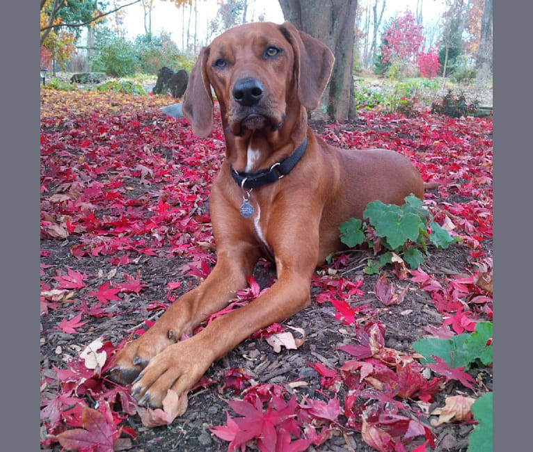 Maya, a Redbone Coonhound and Beagle mix tested with EmbarkVet.com