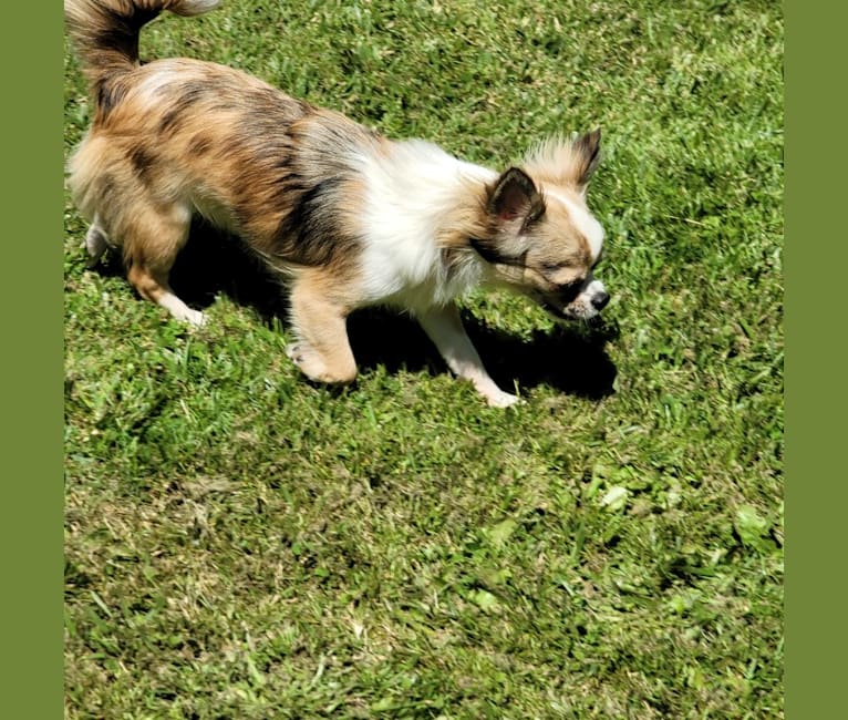 Phoebe, a Chihuahua tested with EmbarkVet.com