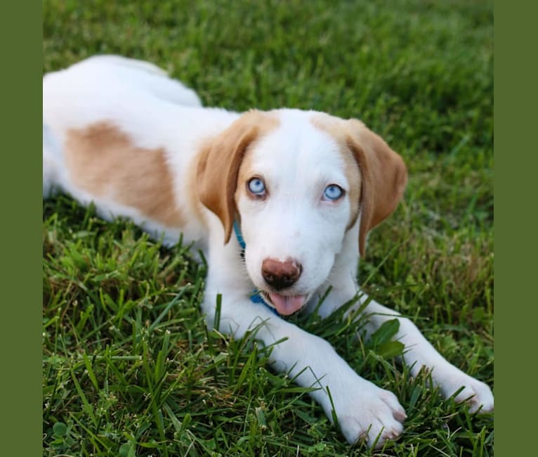 Arlo, an American Foxhound and German Shepherd Dog mix tested with EmbarkVet.com