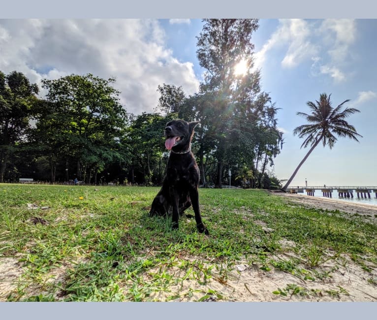 Lulu, a Southeast Asian Village Dog tested with EmbarkVet.com