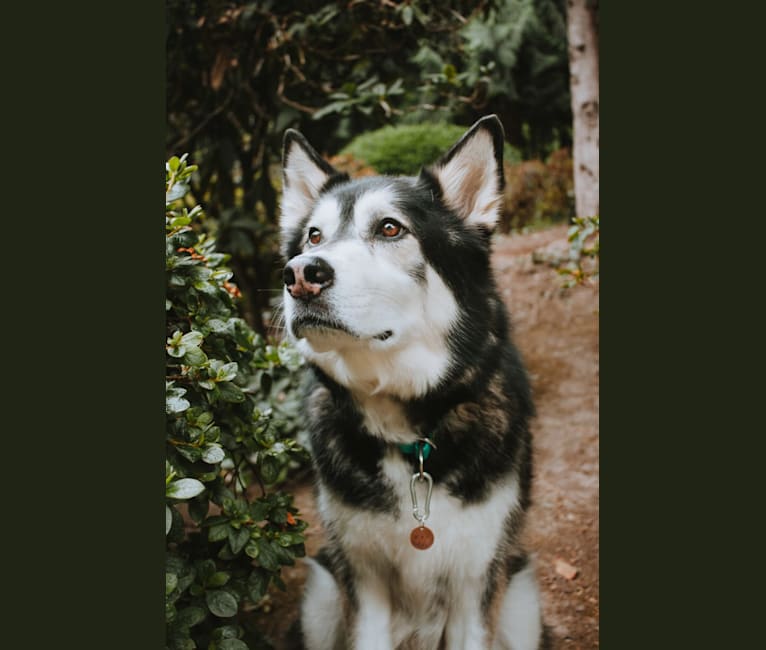 Max, a Siberian Husky and German Shepherd Dog mix tested with EmbarkVet.com