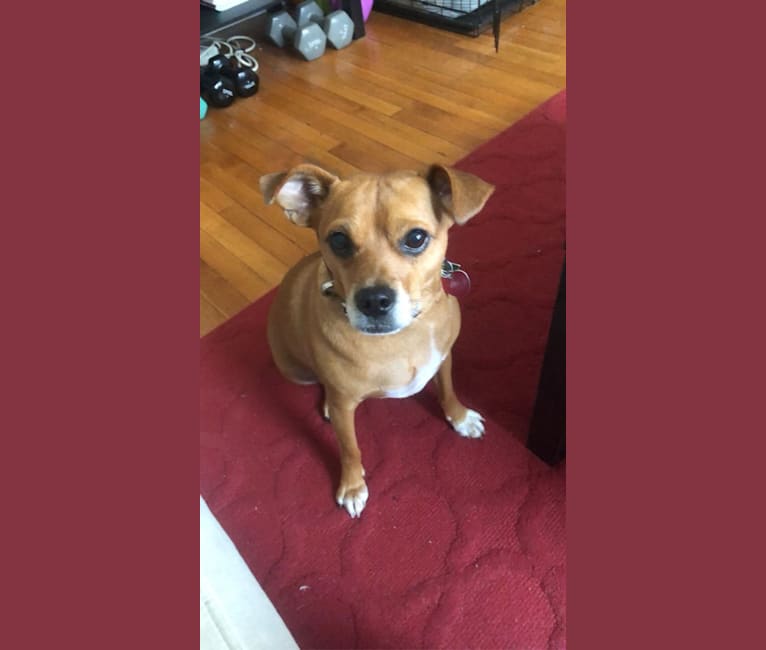 Brookley, a Russell-type Terrier and Chihuahua mix tested with EmbarkVet.com