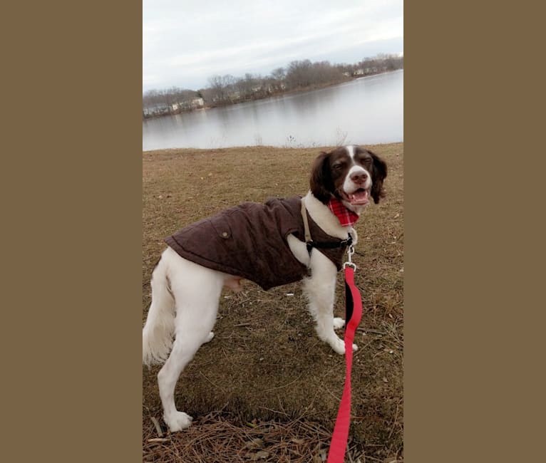 Rocko, a Brittany and English Springer Spaniel mix tested with EmbarkVet.com