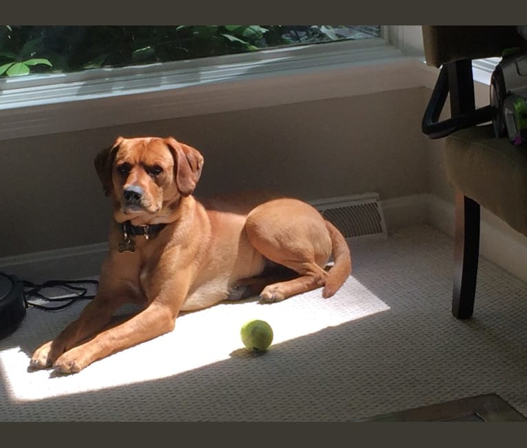 Dusty, a Labrador Retriever and Cocker Spaniel mix tested with EmbarkVet.com