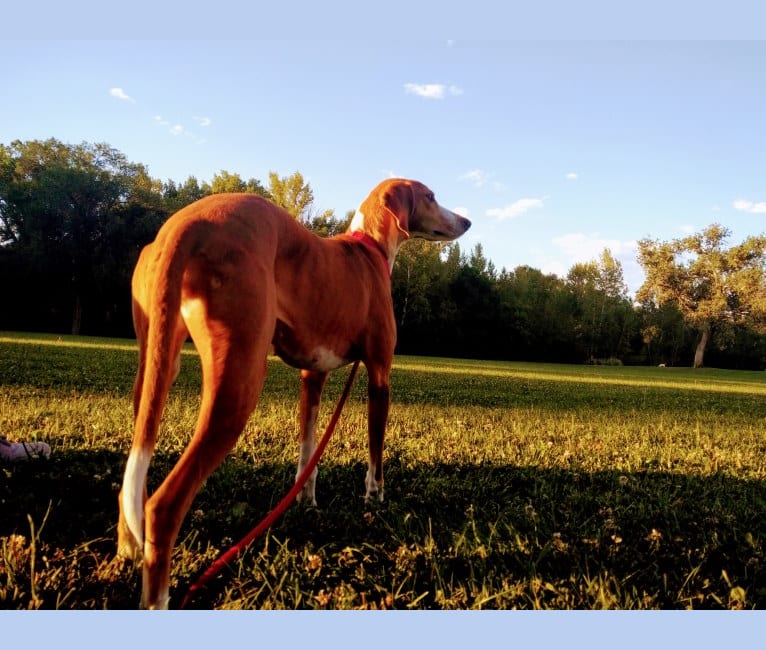 Ophelia, an American Foxhound tested with EmbarkVet.com