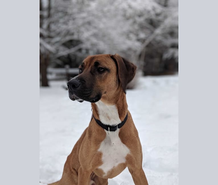 Sunny, a Redbone Coonhound and American Pit Bull Terrier mix tested with EmbarkVet.com
