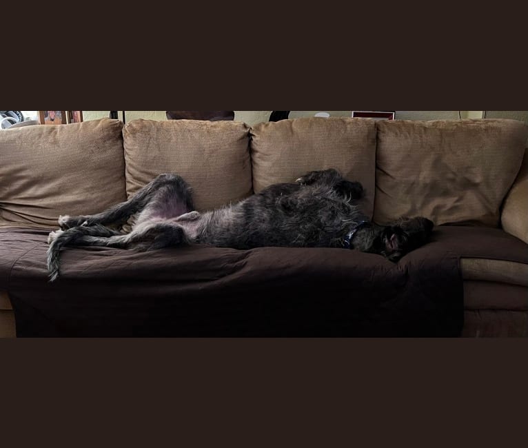 Tipper, an Irish Wolfhound tested with EmbarkVet.com