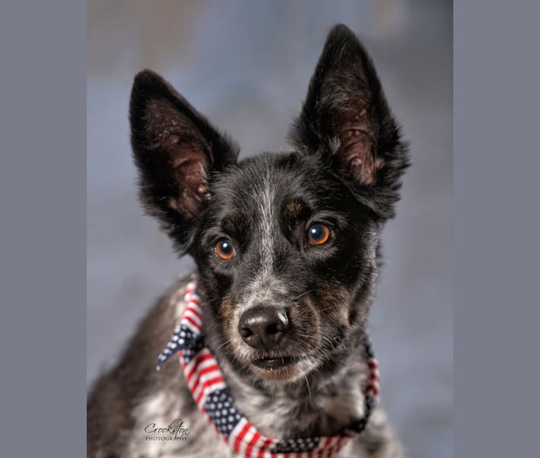 Buster, an Australian Cattle Dog and Border Collie mix tested with EmbarkVet.com