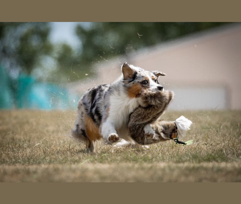 River, an Australian Shepherd tested with EmbarkVet.com