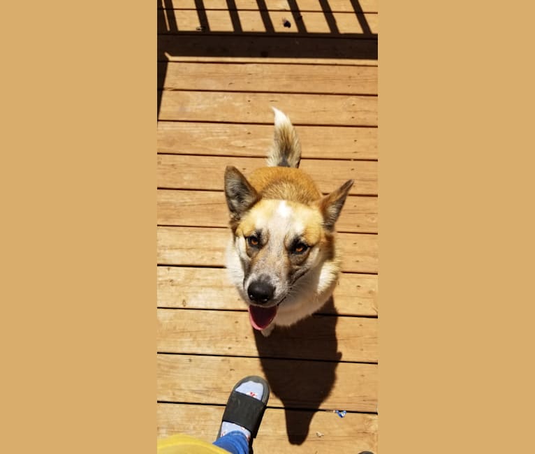 Mimzi, an Australian Cattle Dog and German Shepherd Dog mix tested with EmbarkVet.com