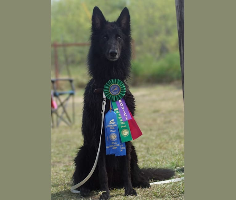 Spitfire's Quizzical Quest "Finch", a Belgian Shepherd tested with EmbarkVet.com