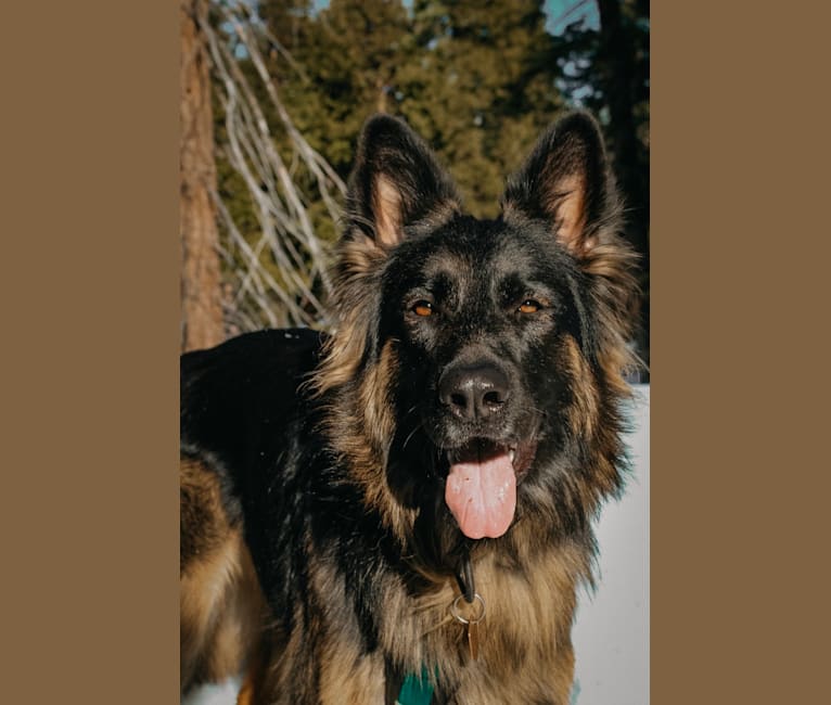 Nova, a German Shepherd Dog tested with EmbarkVet.com