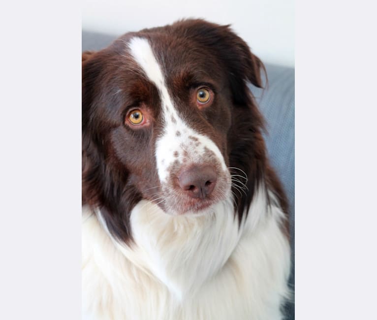 Zeb, a Border Collie and Anatolian Shepherd Dog mix tested with EmbarkVet.com