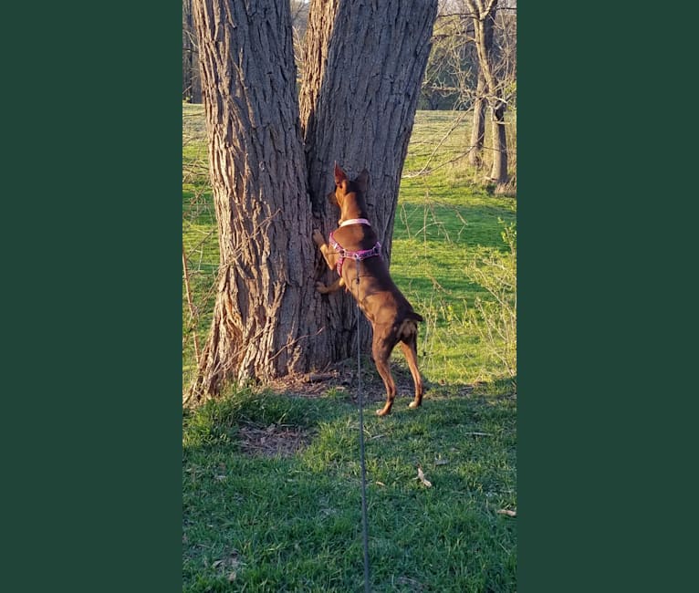 Blossom, a Miniature Pinscher tested with EmbarkVet.com