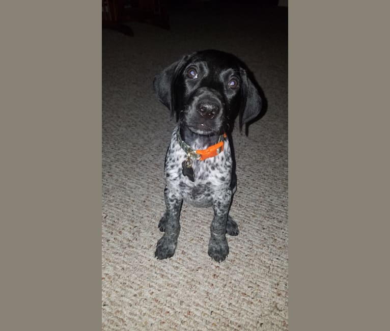 Photo of Lillie, a German Shorthaired Pointer  in Eustis, FL, USA