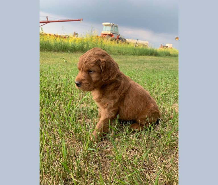 Gray Collar, a Goldendoodle tested with EmbarkVet.com