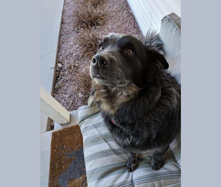 Odin 'stinky butt' Mussatti, an Australian Cattle Dog tested with EmbarkVet.com