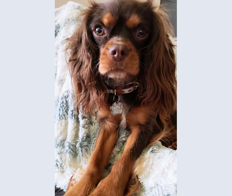 Diamond, a Cavalier King Charles Spaniel tested with EmbarkVet.com