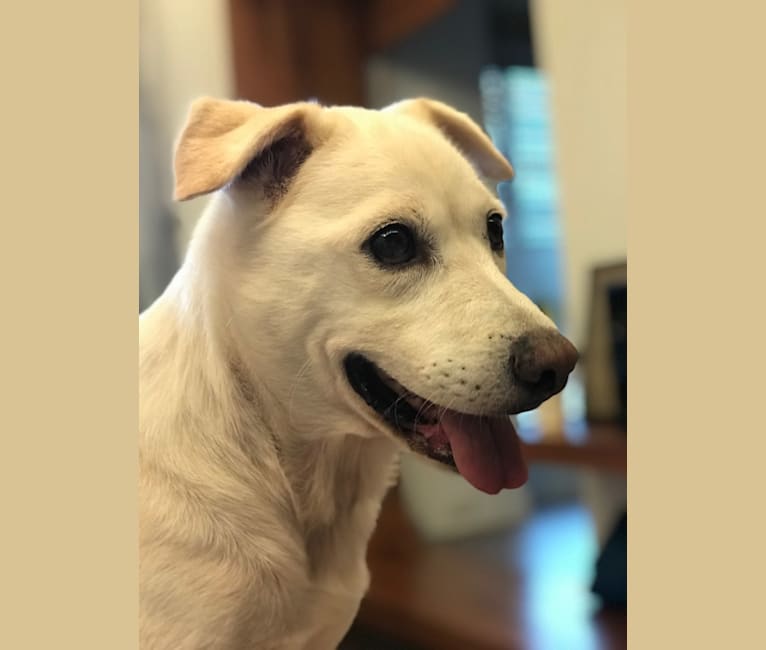 Casper, a Formosan Mountain Dog tested with EmbarkVet.com