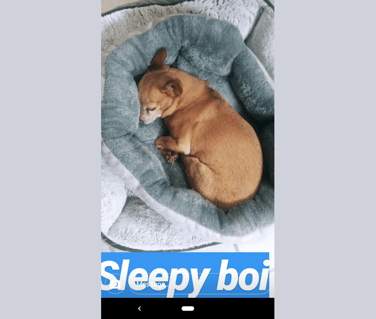 Cappo, a Chihuahua and Miniature Pinscher mix tested with EmbarkVet.com