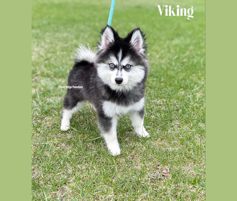 Viking, a Pomsky tested with EmbarkVet.com