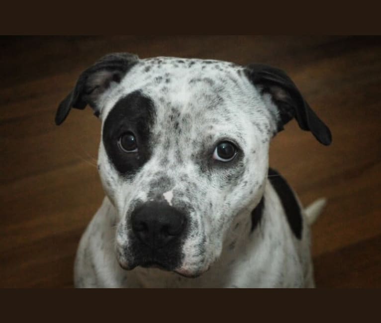 Photo of shane, an American Pit Bull Terrier, Catahoula Leopard Dog, and American Bulldog mix in Arkansas, USA
