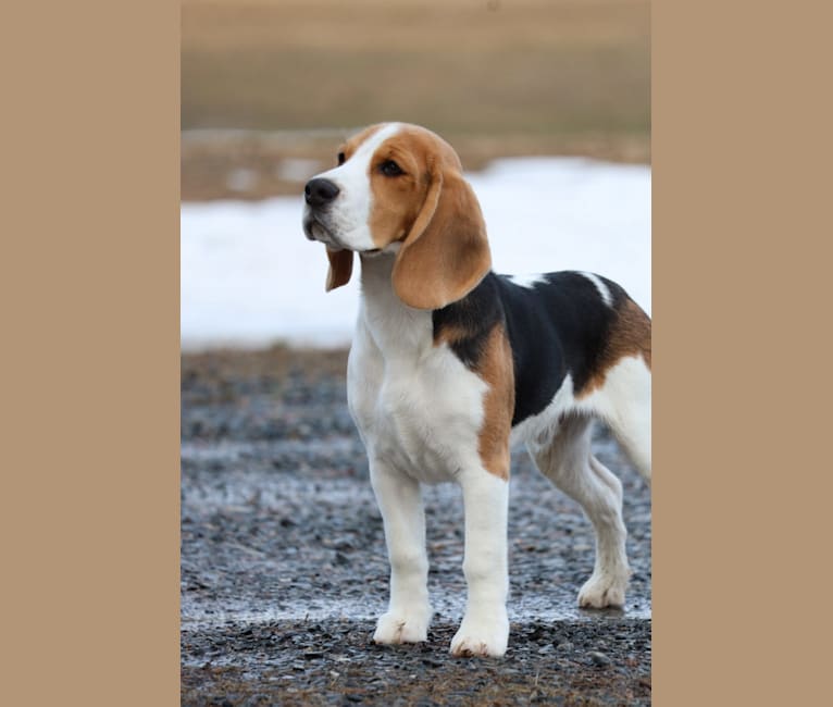 Orbit, a Beagle tested with EmbarkVet.com