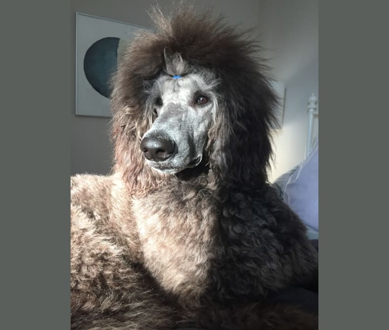Photo of Aldo (Stately's Rebel With Four Paws), a Poodle (Standard)  in Arnprior, ON, Canada