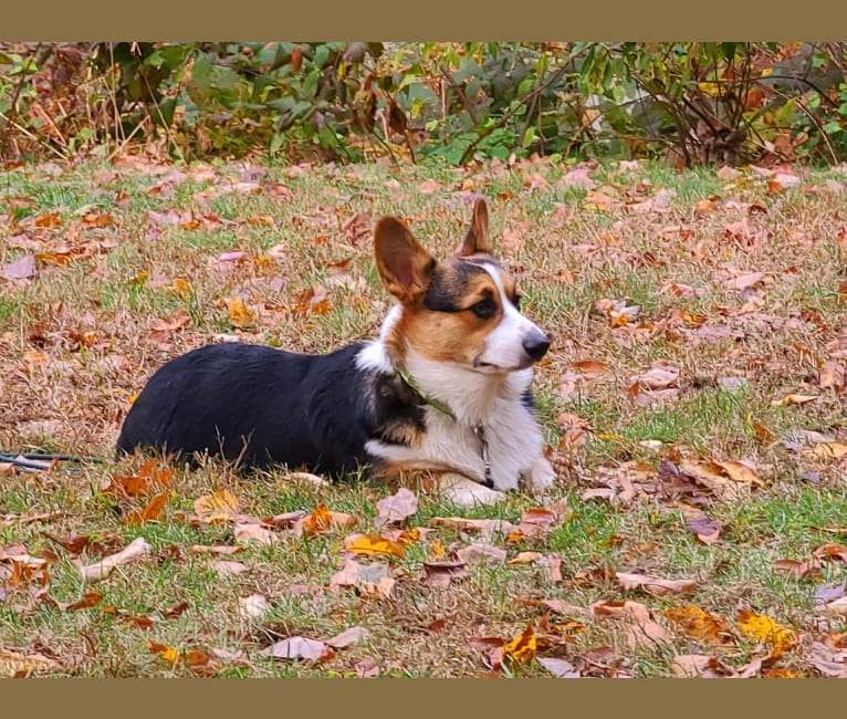 Jackson, a Pembroke Welsh Corgi tested with EmbarkVet.com