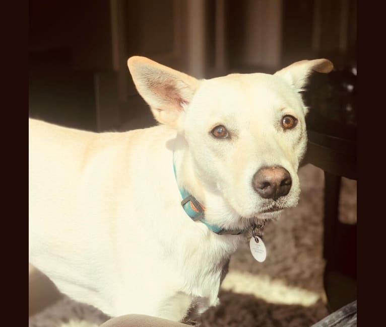 embark dog dna test breed