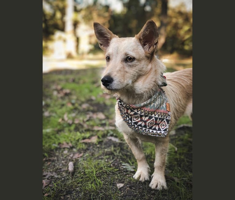 Petra, a Chihuahua and German Shepherd Dog mix tested with EmbarkVet.com