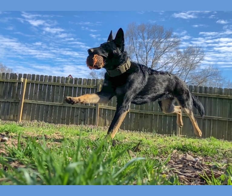 Kojak, a German Shepherd Dog tested with EmbarkVet.com