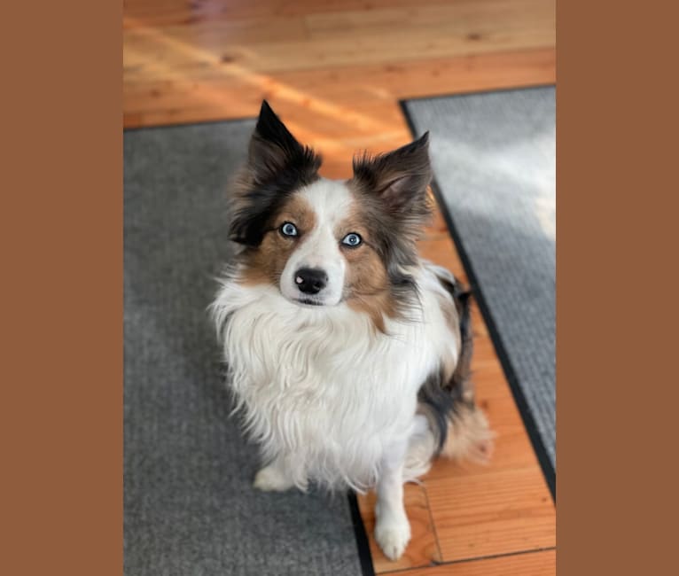Border collie papillon mix puppies top