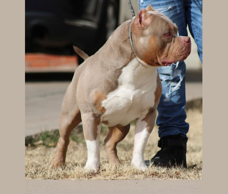 Mufasa shop american bully